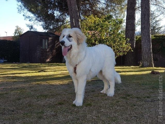 Perro de Montana del Pirineo