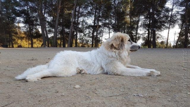 Perro de Montana del Pirineo