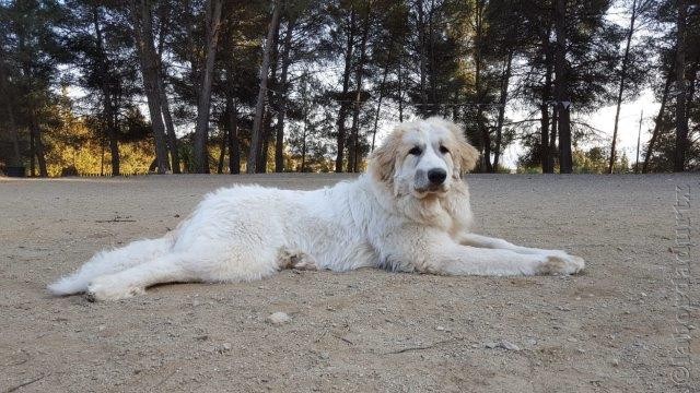 Perro de Montana del Pirineo