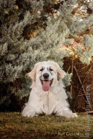 Perro de Montana del Pirineo