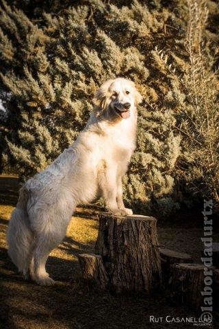 Perro de Montana del Pirineo