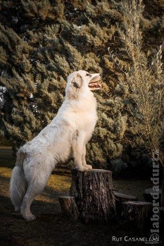 Perro de Montana del Pirineo