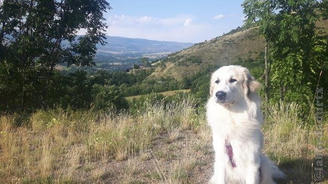 Perro de Montana del Pirineo