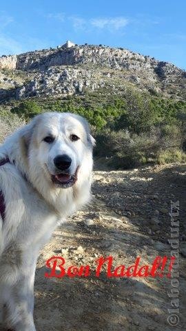 Perro de Montana del Pirineo