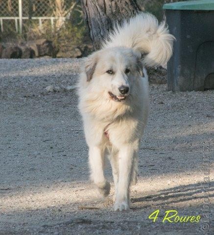 Perro de Montana del Pirineo