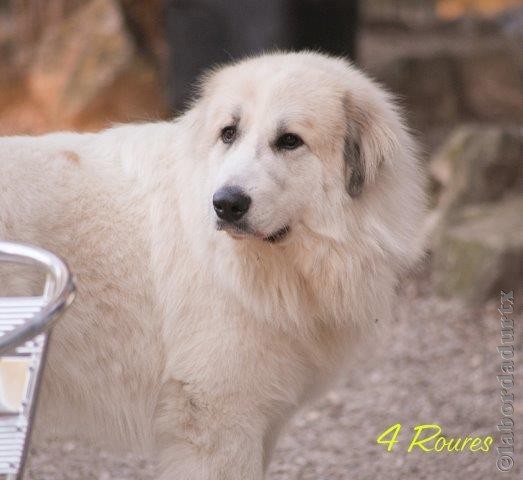 Perro de Montana del Pirineo