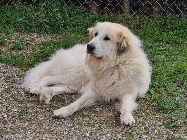 Perro de Montana del Pirineo