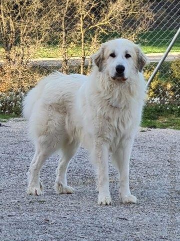 Perro de Montana del Pirineo