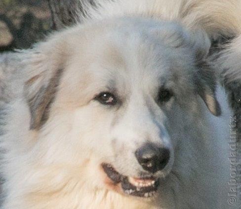 Perro de Montana del Pirineo