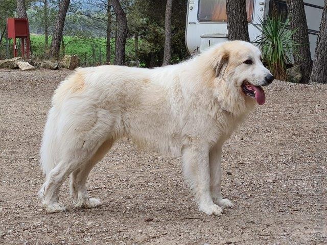 Perro de Montana del Pirineo