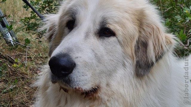 Perro de Montana del Pirineo