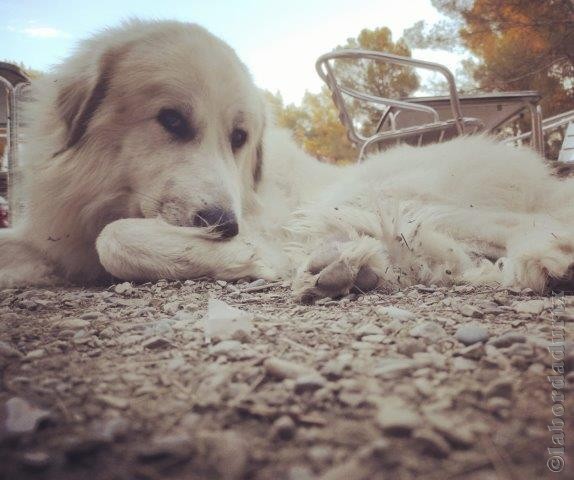 Perro de Montana del Pirineo