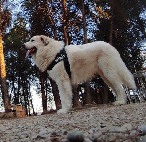 Perro de Montana del Pirineo