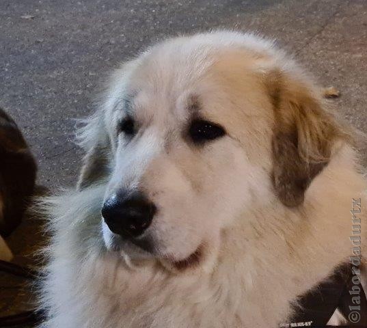 Perro de Montana del Pirineo