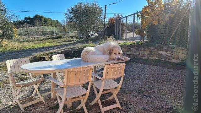 Perro de Montana del Pirineo