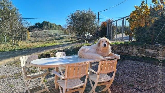 Perro de Montana del Pirineo