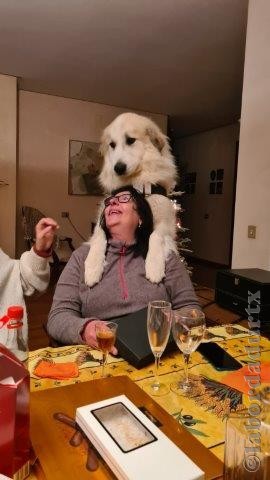 Perro de Montana del Pirineo