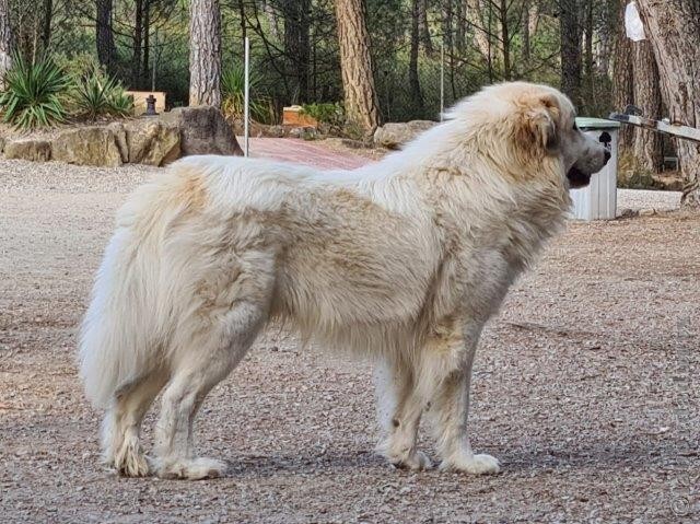 Perro de Montana del Pirineo