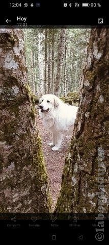 Perro de Montana del Pirineo