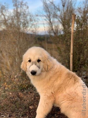 Perro de Montana del Pirineo