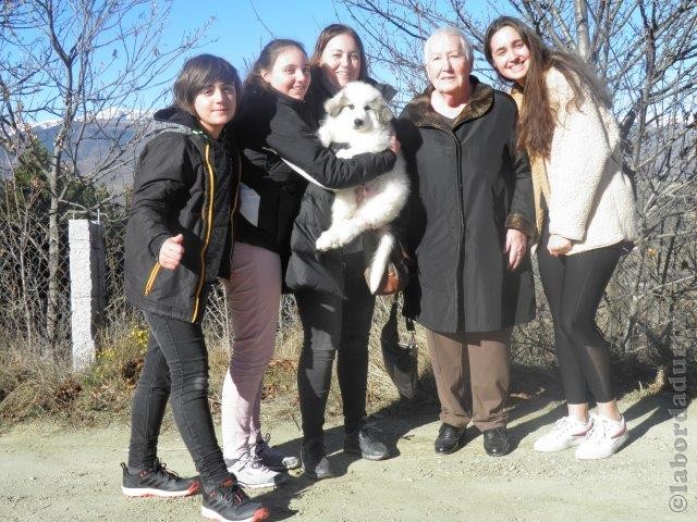 Perro de Montana del Pirineo