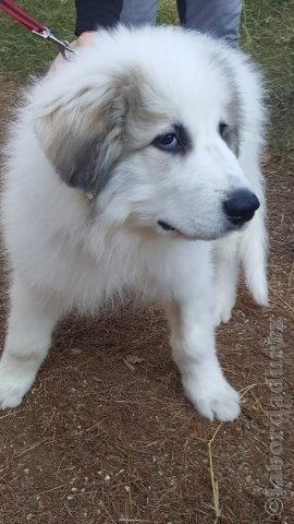 Perro de Montana del Pirineo