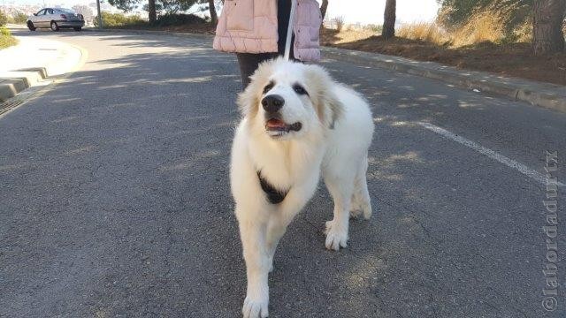 Perro de Montana del Pirineo