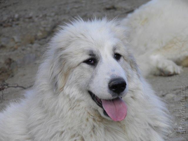 Perro de Montana del Pirineo