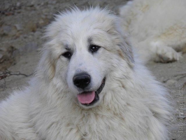 Perro de Montana del Pirineo