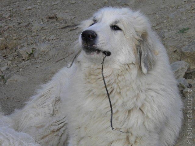 Perro de Montana del Pirineo