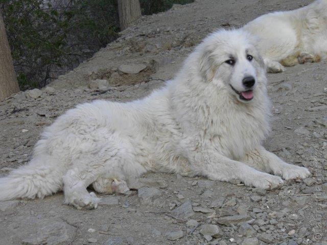 Perro de Montana del Pirineo