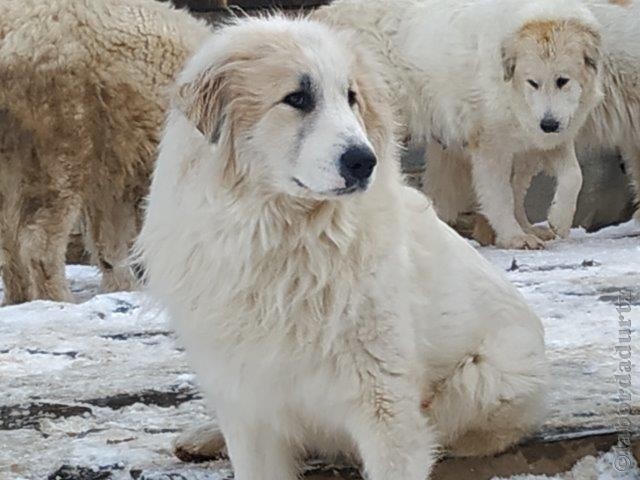 Perro de Montana del Pirineo