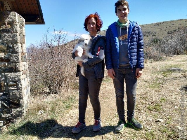 Perro de Montana del Pirineo