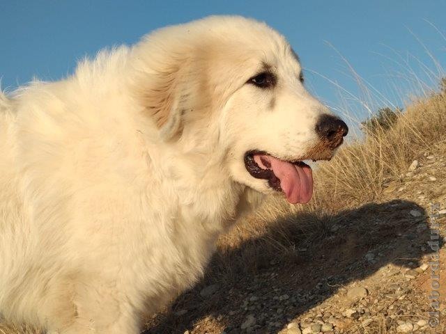 Perro de Montana del Pirineo