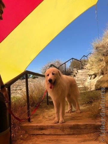 Perro de Montana del Pirineo