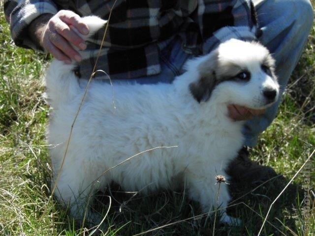 Perro de Montana del Pirineo