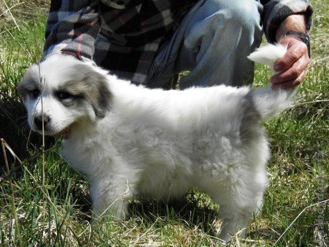 Perro de Montana del Pirineo