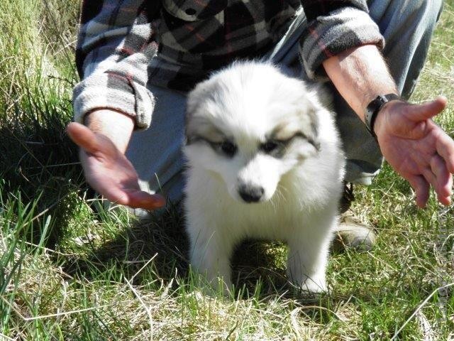 Perro de Montana del Pirineo