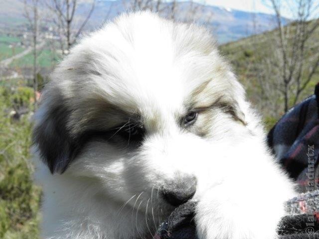 Perro de Montana del Pirineo