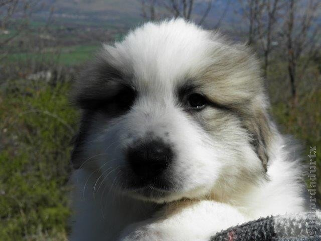 Perro de Montana del Pirineo