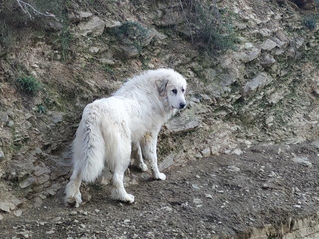 Perro de Montana del Pirineo