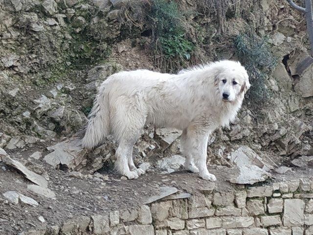 Perro de Montana del Pirineo