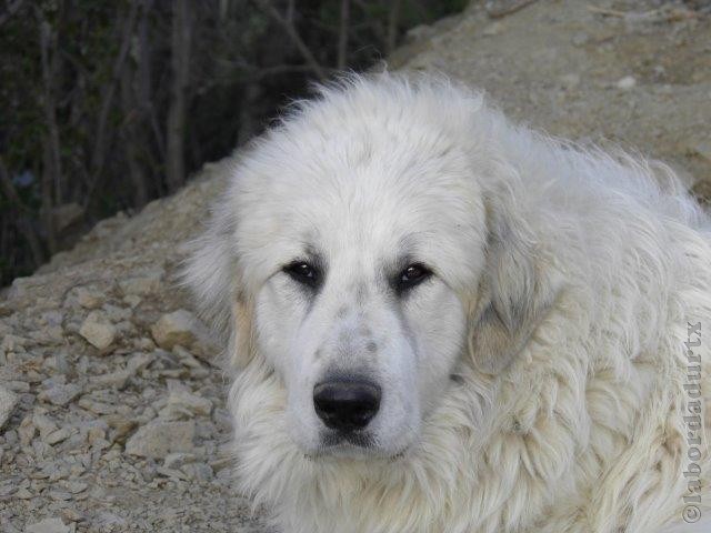 Perro de Montana del Pirineo