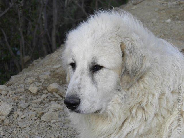 Perro de Montana del Pirineo