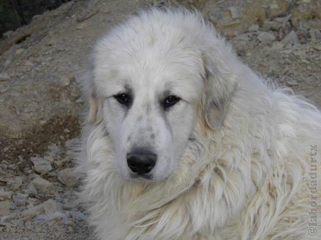 Perro de Montana del Pirineo