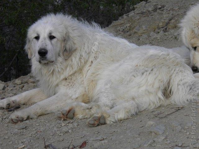 Perro de Montana del Pirineo