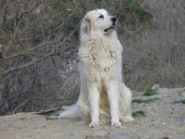 Perro de Montana del Pirineo