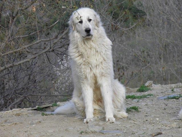 Perro de Montana del Pirineo