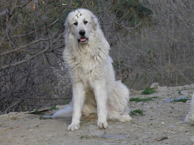 Perro de Montana del Pirineo