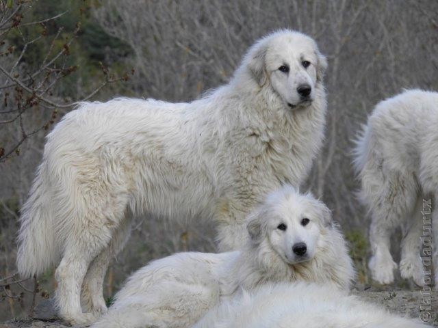 Perro de Montana del Pirineo